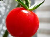 Alimentos orgánicos para niños