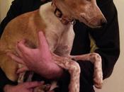 Sisi vela..dos despojos caza.. urgente!!! (castellon‏)