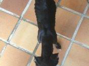 Max, rescatado cuello destrozado delgadez extrema