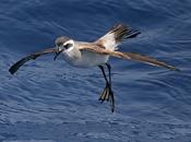 Lanzarote pelagics 2012