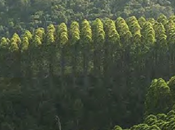 FAO: Ordenación responsable bosques plantados