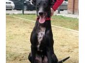 KIOWA energía pura. ADOPCIÓN.