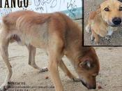 Tango, famélico, orejas cortadas ahora destino perrera? INJUSTO!!