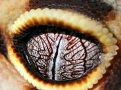Ojos geckos
