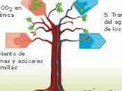 Importancia nutrientes planta