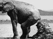 elefante habla entrenado para aprender baño