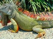 Iguanas
