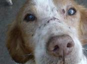 Urge adopción!!!!!... nervio