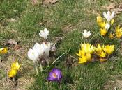 Crocus jardín