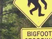 Gigantopithecus, verdadero bigfoot?