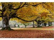 Otoño Urbasa