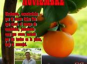 Noviembre
