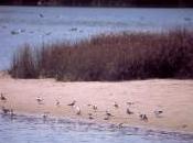 Marismas Isla Cristina (Huelva)