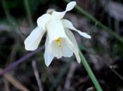 Narcisos