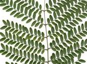 Ricardo Edgardo Polo