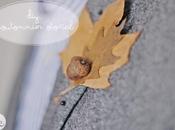 #53. Boutonniere otoñal/Fall boutonniere