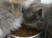 Cuidados para gatos