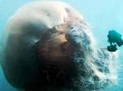 medusa gigante