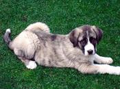 Puppy