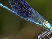 Calopteryx xanthostoma