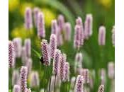 Persicaria