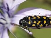 Acmaeodera degener (Escarabajo catorce puntos)