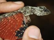 diminuto dragón volador fotografiado Indonesia