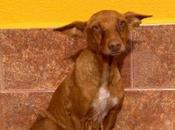 esta fuera perrera, podenquita iban usar sparring