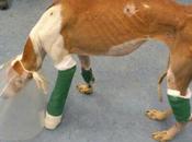 Novedades Heras, galguita usada sparring