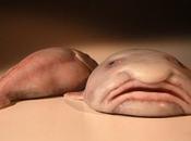 Sabias Blobfish, triste mundo criaturas extrañas CURIOSIDADES