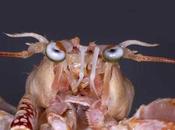extrañas criaturas marinas exhiben Papa