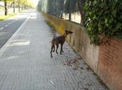 Galgo atigrado dando vueltas sant cugat valles.