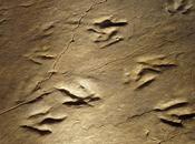 huellas dinosaurios