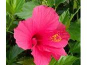 Hibisco Malvarrosa
