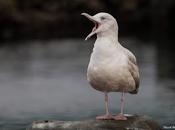 gaviotas blancas Ártico