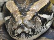 Florida anuncia concurso caza serpiente pitón birmana gigante