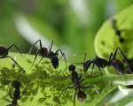 hormigas enseñan trabajo equipo