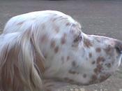 Recompensa euros perro perdido (Setter, provincia León)