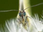 Pieris rapae (detalle)