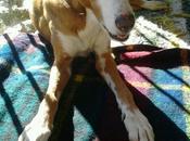 cuál delito?? mayor, servir para cazar, poder seguir criando.....