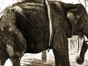 atemporal ubicuidad elefante “Pizarro”