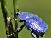 Hoplia coerulea