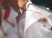 Novedades Heras galga usaron sparring)