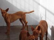 Menos cazadores abandonan podencas perrera Jerez