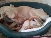 Lima, otra galga huesos. (Sevilla)