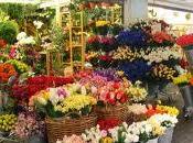 deseo flor azul trabajo