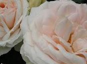 Lions-Rose