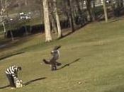águila intentó secuestrar bebé