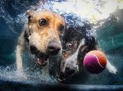 Perros bajo agua; Ruff Water