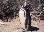 Pingüinera Lorenzo Península Valdés